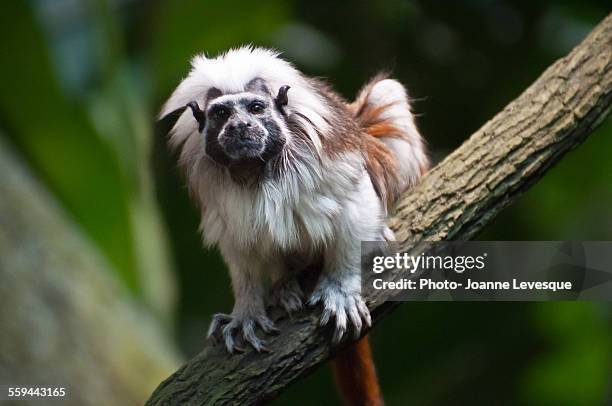 animal eye contact - montreal biodome stock pictures, royalty-free photos & images