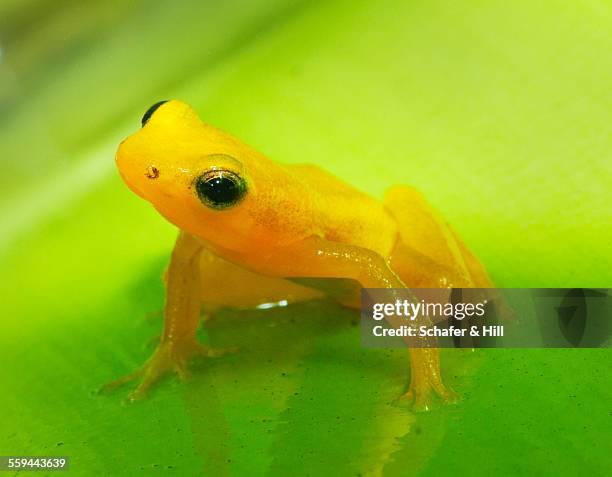 animal eye contact - bromeliad stock pictures, royalty-free photos & images