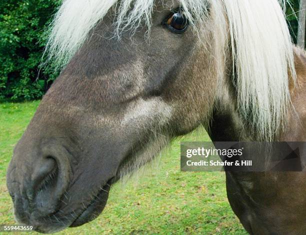 animal eye contact - animal mane stock-fotos und bilder