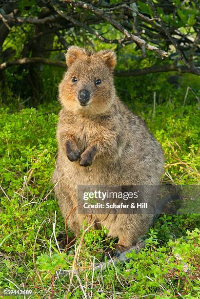 animal eye contact - quokka stock-fotos und bilder