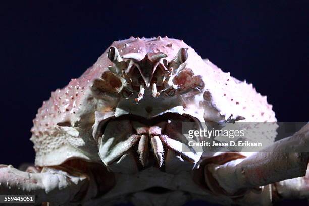animal eye contact - spider crab stock pictures, royalty-free photos & images
