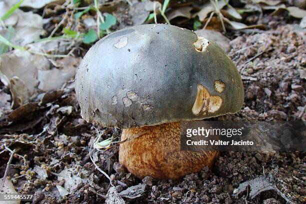mushrooms - boletus aereus stock pictures, royalty-free photos & images