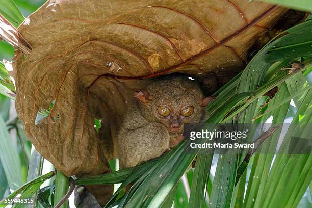 the cute tarsier, bohol island, philippines - tarsier imagens e fotografias de stock