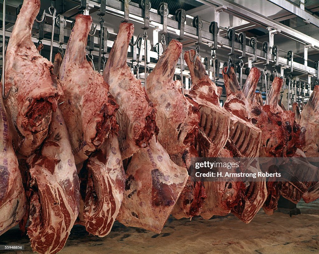 Sides Of Beef Hanging In A Meat Locker.