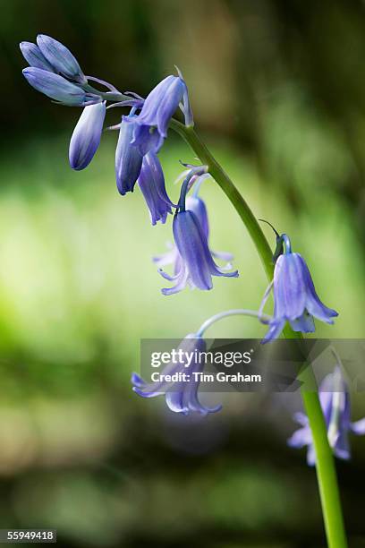 Bluebells growing, England.