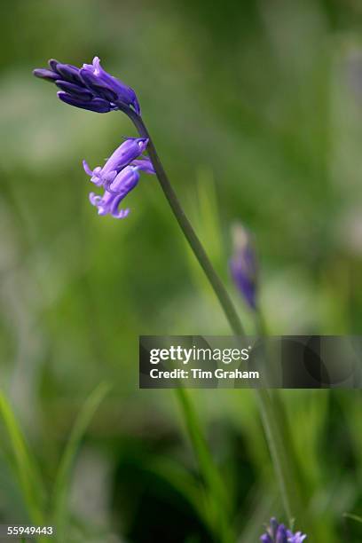 Bluebells growing in woodland, England.