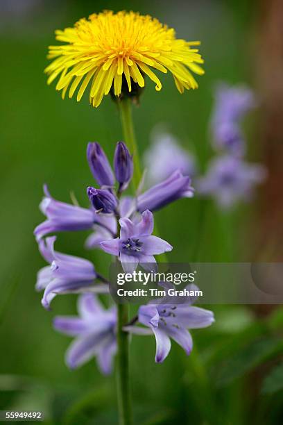 Bluebells and Dandelions growing, England.