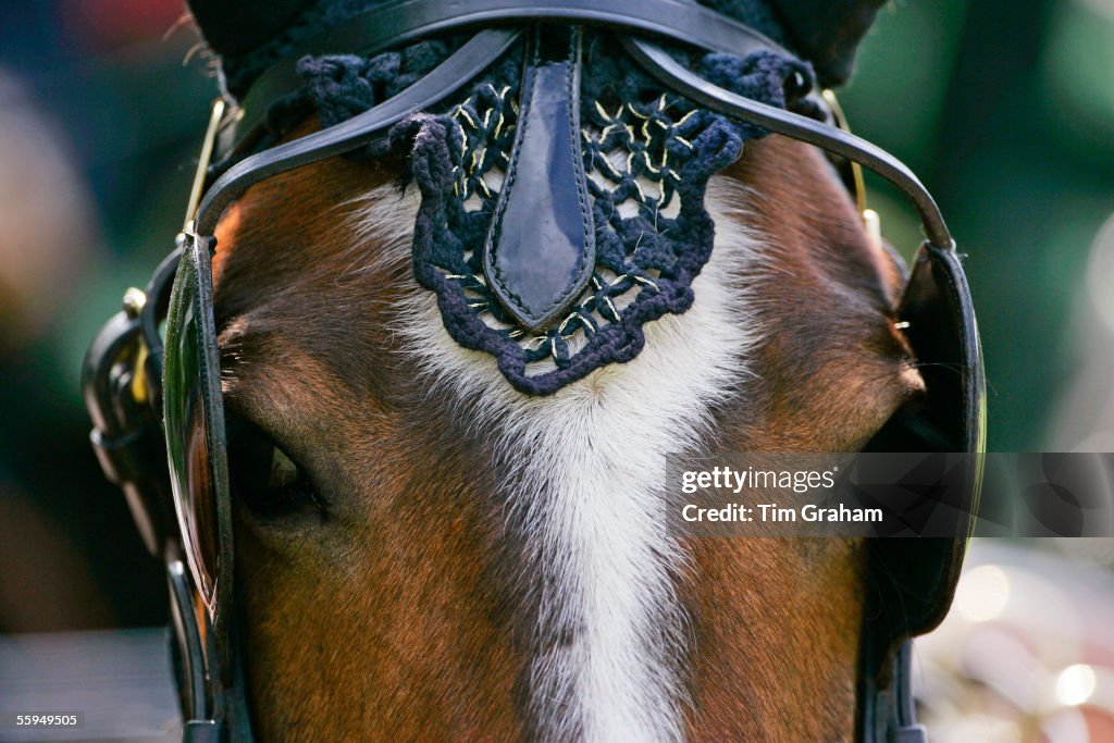 Horse in Harness, Windsor, UK