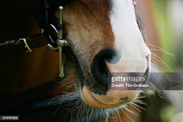 Horse muzzle and bit close up, England.