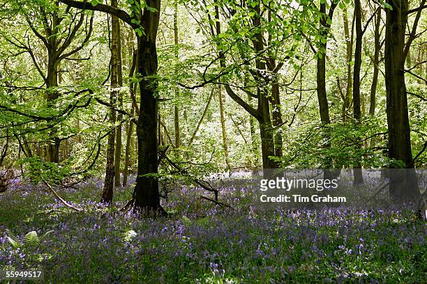 Bluebells in a wood, England.