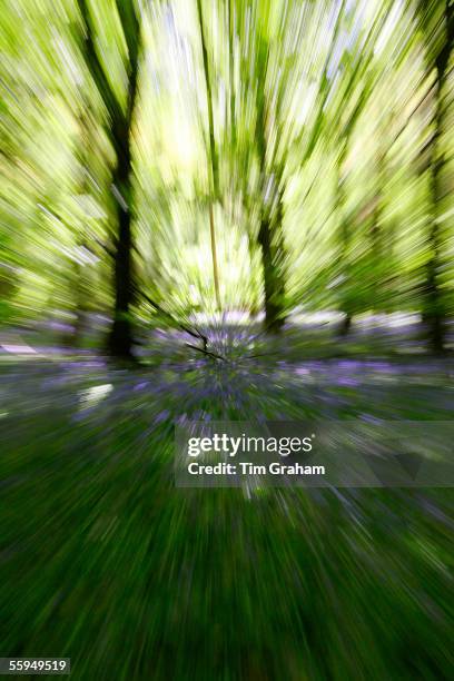 Bluebell Woodland, England.