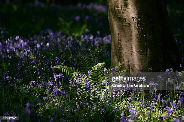 Bluebells and ferns in woodland, England.