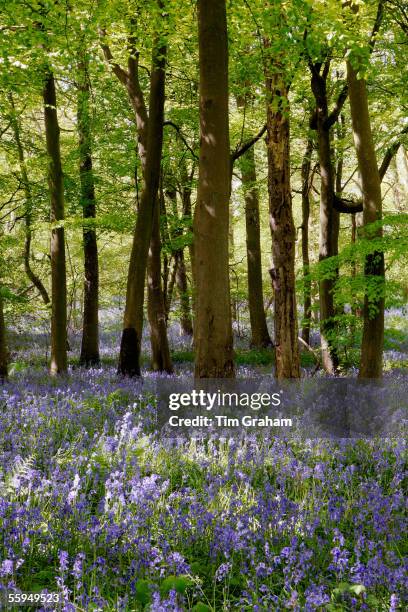 Bluebells in Woodland, England.