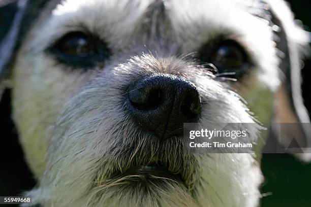 Jess, a Border Terrier Dog close-up with grey muzzle.