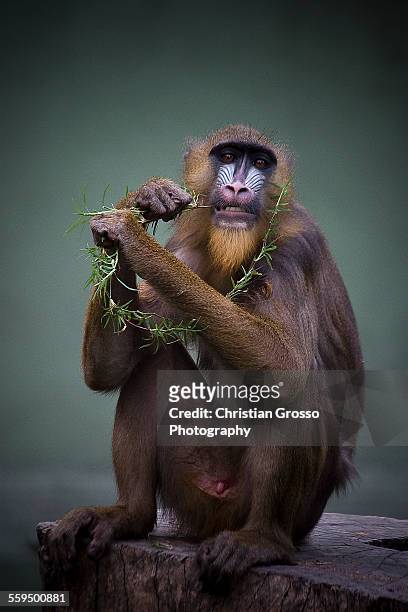 baboon - mandrill stockfoto's en -beelden