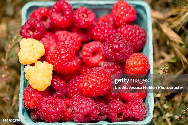 Golden Raspberry Bunch 114 Golden Raspberries Stock Photos, High-Res Pictures, and Images ...