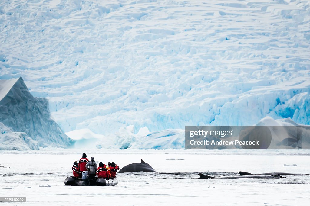 Humpback whales and tourists, Cierva Cove