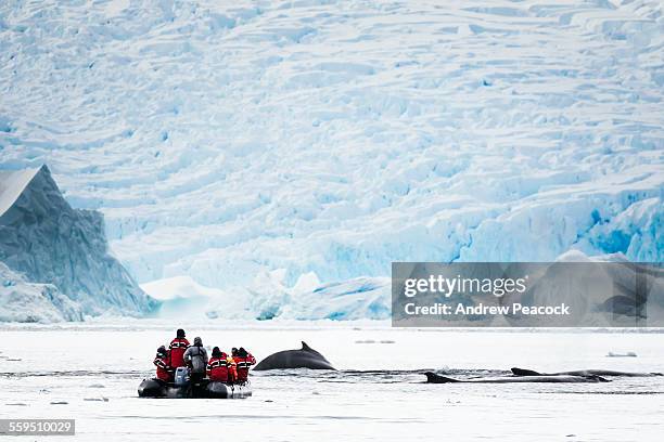 humpback whales and tourists, cierva cove - antarctica boat stock pictures, royalty-free photos & images