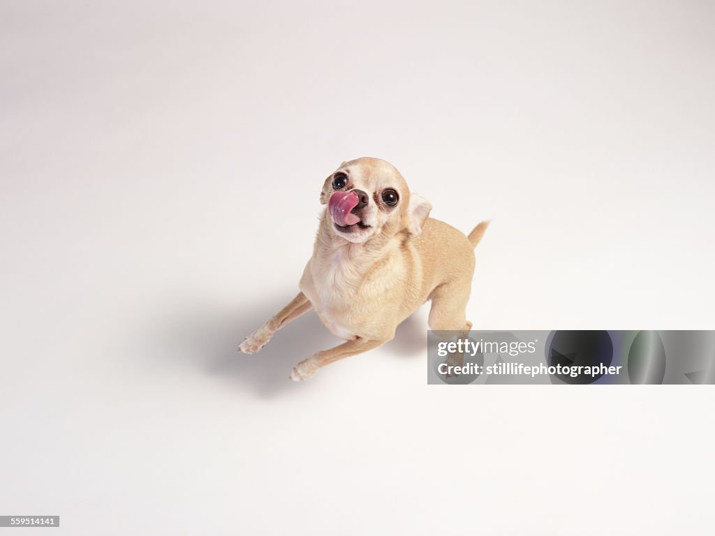 Chihuahua licking with standing up