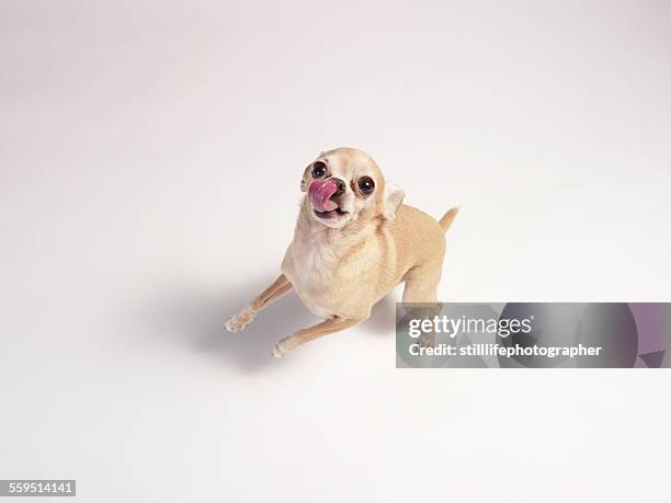 chihuahua licking with standing up - chihuahua - dog imagens e fotografias de stock