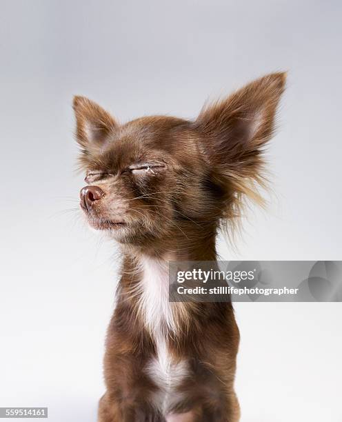 chihuahua crying - crying portrait stock pictures, royalty-free photos & images