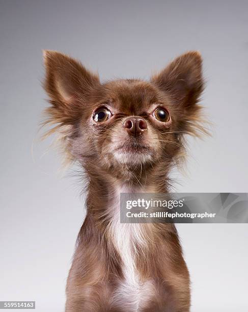 chihuahua looking up - majestic dog stock pictures, royalty-free photos & images