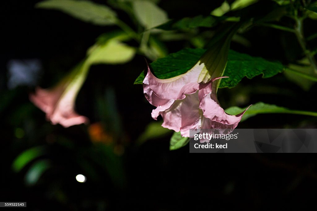 Datura