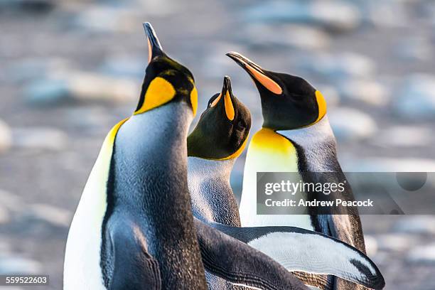 king penguins, gold harbour - gold harbour stock pictures, royalty-free photos & images