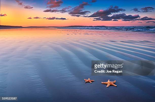 starfish on sand - starfish stock-fotos und bilder