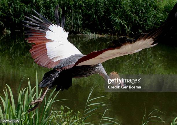 gray crowned crane take-off - grulla coronada fotografías e imágenes de stock