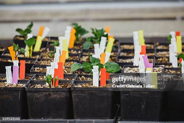 potted plants and seeds in a nursery - jardinage stock pictures, royalty-free photos & images