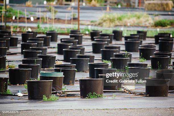 rows of empty flower pots in a plant nursery - jardinage stock pictures, royalty-free photos & images