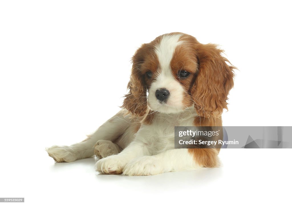 Spaniel puppy one white.