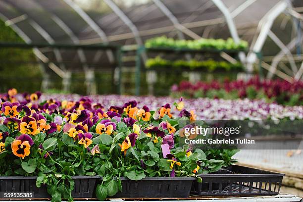 plants nursery with cultivated flowers - jardinage stock pictures, royalty-free photos & images