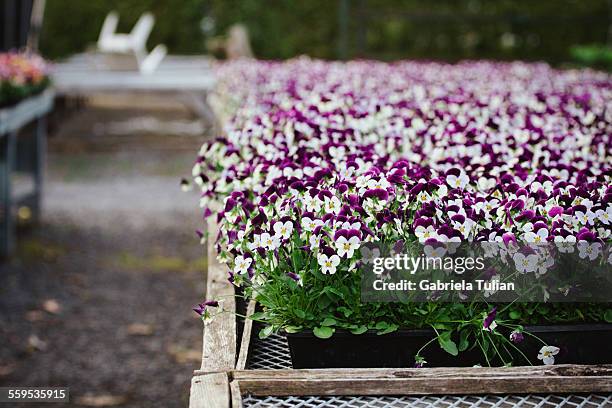 flowers displayed in a nursery flowers - jardinage stock pictures, royalty-free photos & images