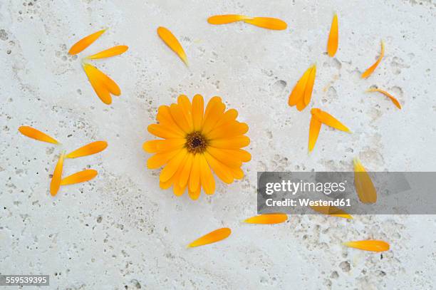 pot marigold, calendula officinalis - calendula officinalis stock pictures, royalty-free photos & images