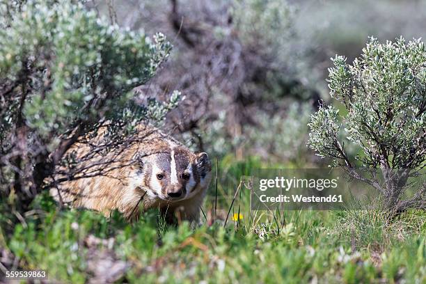 usa, wyoming, yellowstone nationalpark, american badger - american badger 個照片及圖片檔