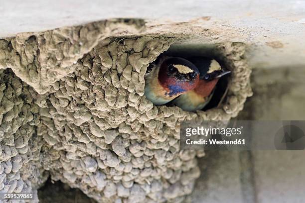 usa, wyoming, yellowstone nationalpark, two american cliff swallows in nest - hirondelle photos et images de collection