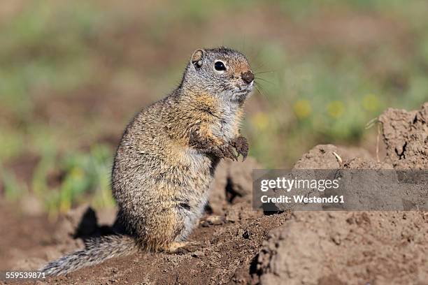 usa, wyoming, yellowstone nationalpark, uinta ground squirrel - uinta ground squirrel stock pictures, royalty-free photos & images