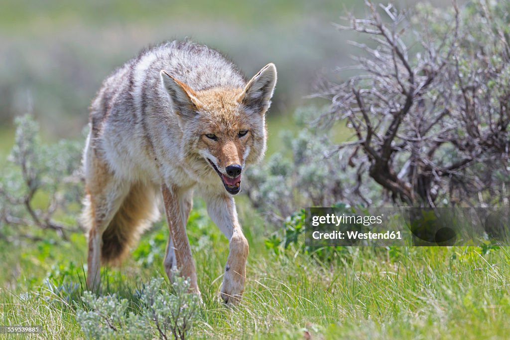 USA, Wyoming, Yellowstone Nationalpark, coyote on a meadow