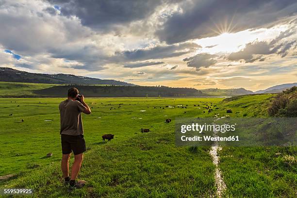 usa, yellowstone national park, man photographing herd of buffaloes in lamar valley - wildlife photographer stock pictures, royalty-free photos & images