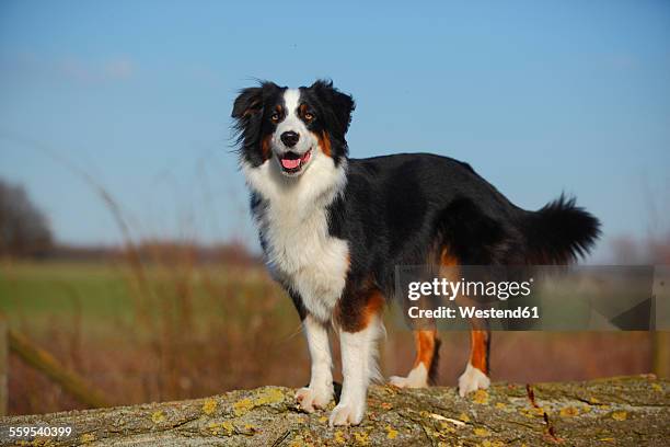 portrait of australian shepherd - australische herder stockfoto's en -beelden