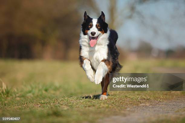 running australian shepherd - australian shepherd stock-fotos und bilder