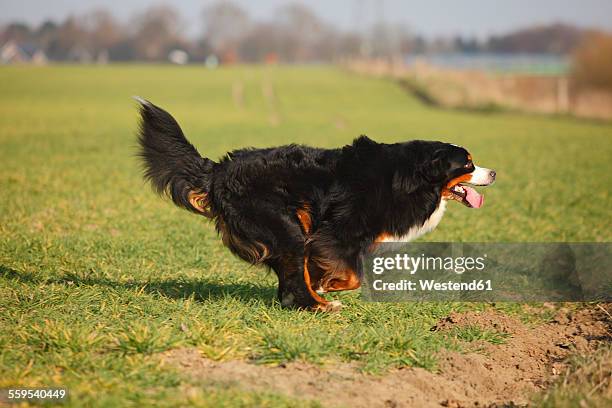 bernese cattle dog running on a meadow - bernese mountain dog stock pictures, royalty-free photos & images