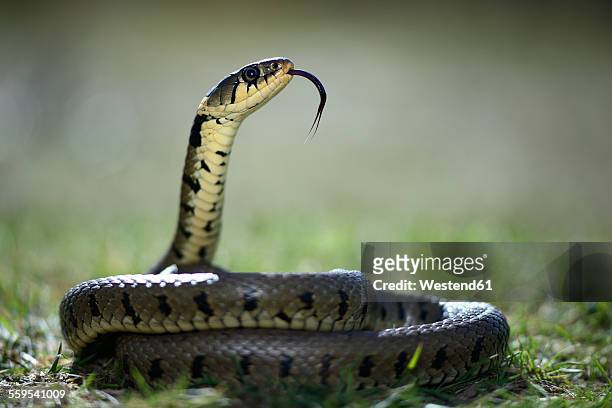 grass snake with outstretched tongue - curled up stock pictures, royalty-free photos & images