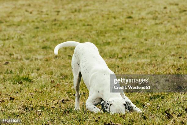 dog on meadow sniffing - pointer dog stock pictures, royalty-free photos & images