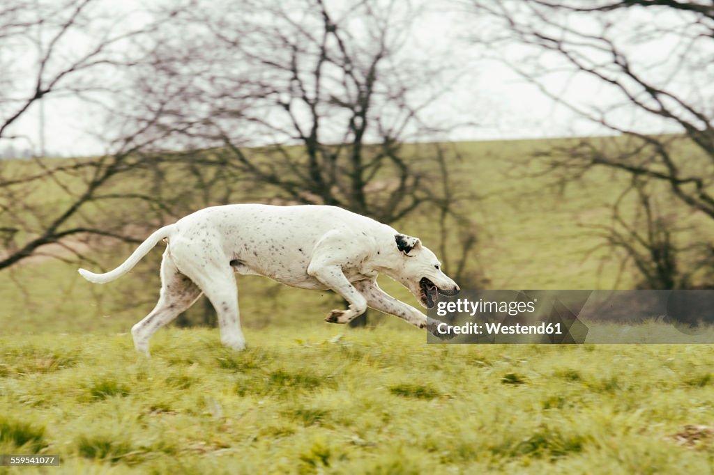 Dog running on meadow