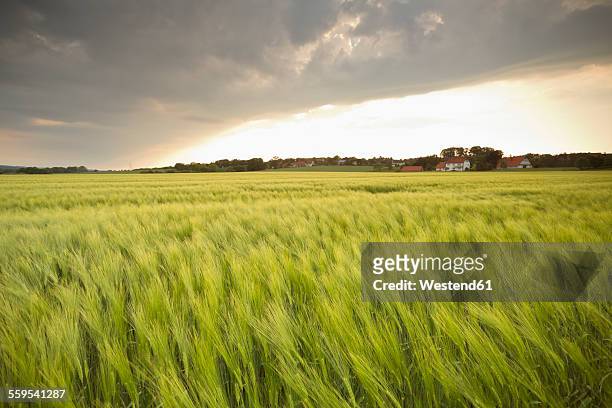 germany, lower saxony, view to barley field - lower saxony stock pictures, royalty-free photos & images