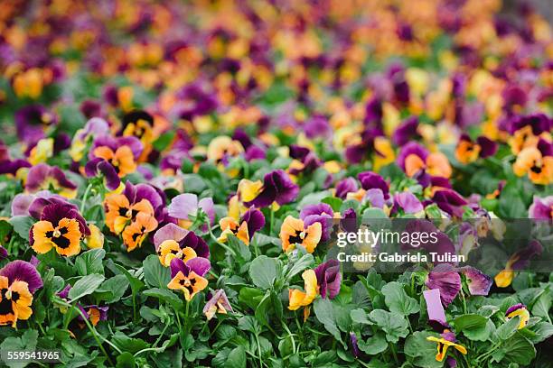 pansies flower in a plant nursery - jardinage stock pictures, royalty-free photos & images