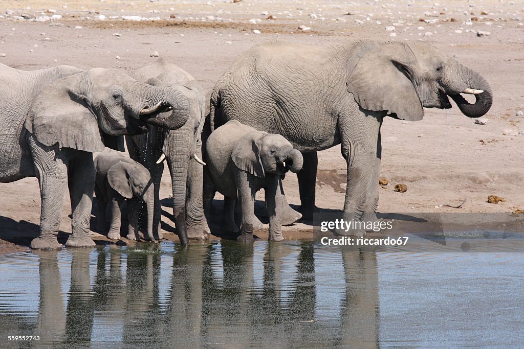 Elefanten am Seeufer